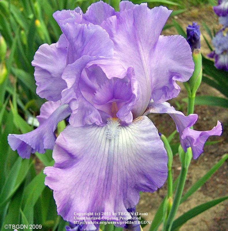 Photo of Tall Bearded Iris (Iris 'Mary Frances') uploaded by TBGDN