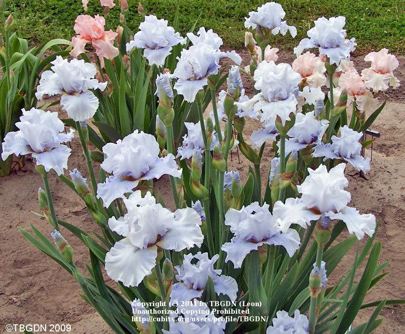 Photo of Tall Bearded Iris (Iris 'Navajo Blue') uploaded by TBGDN