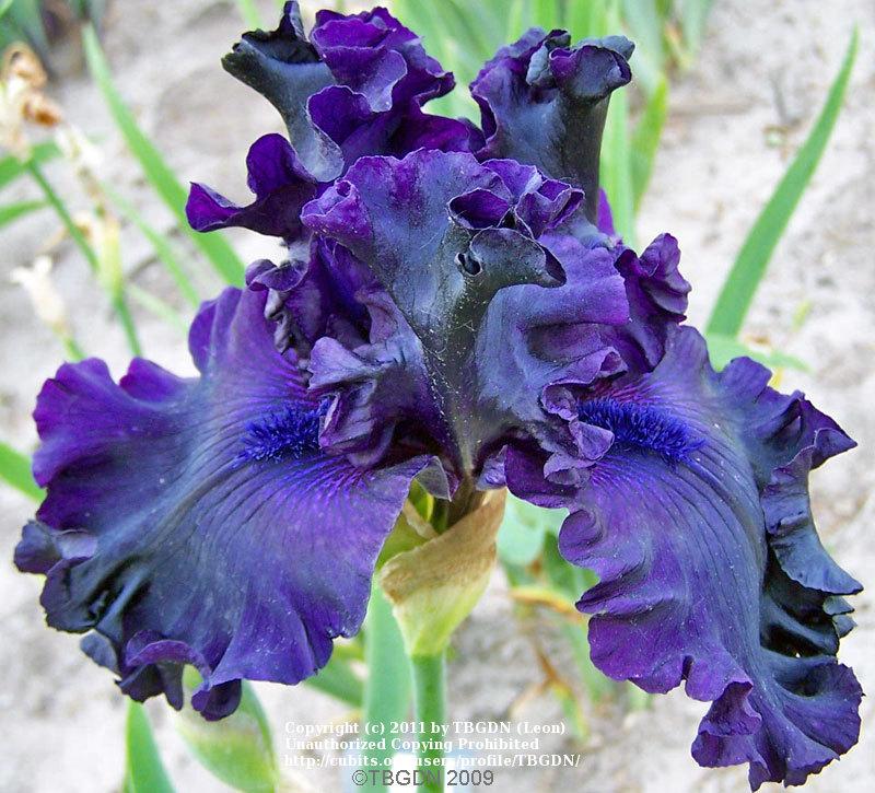 Photo of Tall Bearded Iris (Iris 'All Night Long') uploaded by TBGDN
