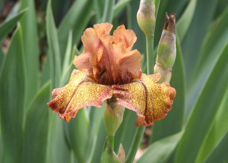 Photo of Tall Bearded Iris (Iris 'Camera Ready') uploaded by KentPfeiffer