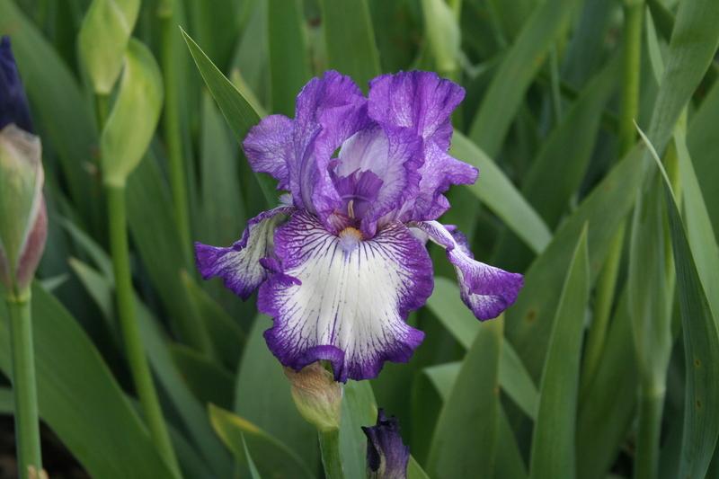Photo of Tall Bearded Iris (Iris 'Bountiful Harvest') uploaded by KentPfeiffer
