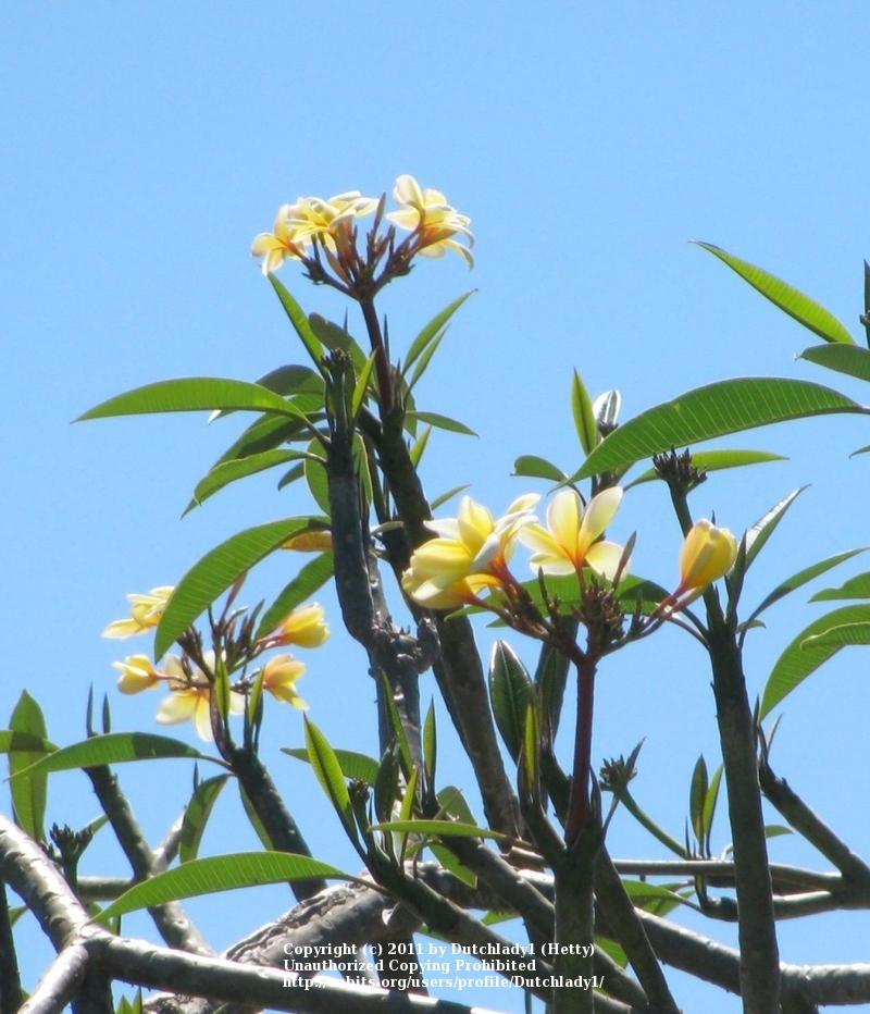 Photo of Plumeria (Plumeria rubra 'Aztec Gold') uploaded by Dutchlady1