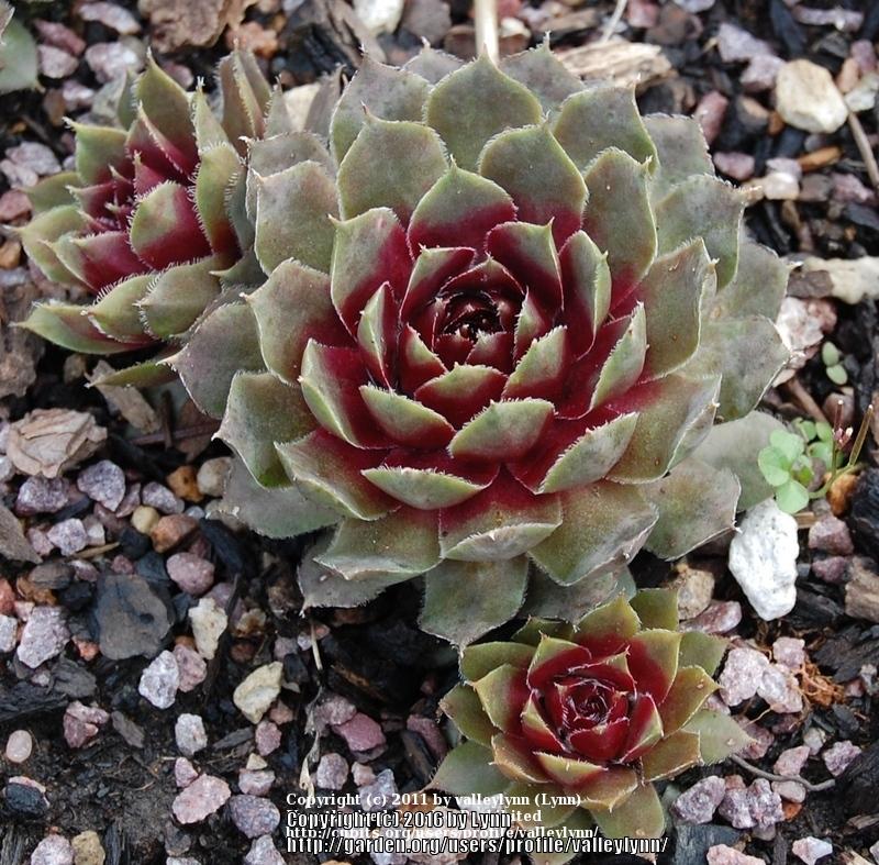 Photo of Hen and Chicks (Sempervivum 'Lavender and Old Lace') uploaded by valleylynn