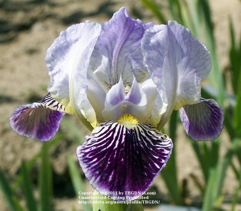 Photo of Miniature Tall Bearded Iris (Iris 'Second Opinion') uploaded by TBGDN