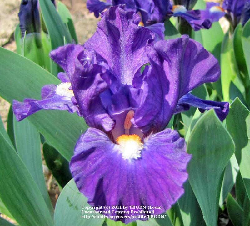 Photo of Standard Dwarf Bearded Iris (Iris 'Cub Cadet') uploaded by TBGDN