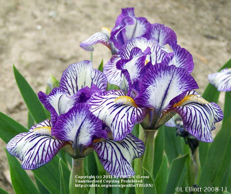 Photo of Standard Dwarf Bearded Iris (Iris 'Dinky Doodle') uploaded by TBGDN