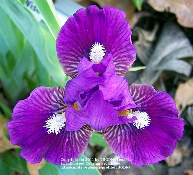 Photo of Miniature Dwarf Bearded Iris (Iris 'Wise') uploaded by TBGDN