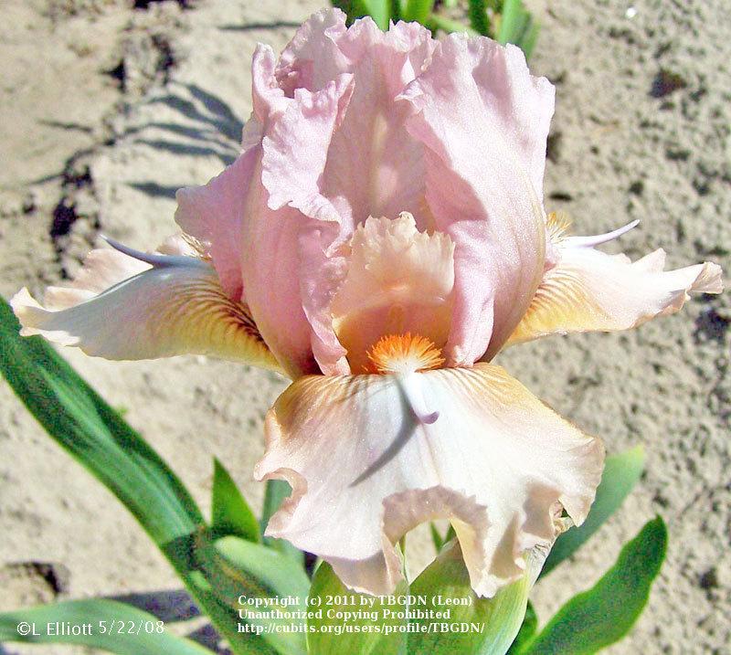 Photo of Intermediate Bearded Iris (Iris 'Flying Solo') uploaded by TBGDN