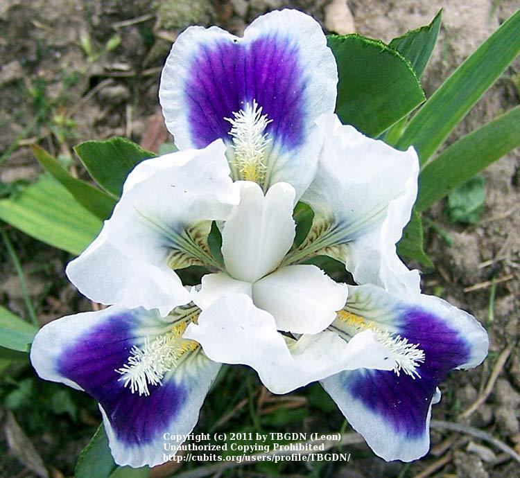 Photo of Miniature Dwarf Bearded Iris (Iris 'Doozey') uploaded by TBGDN