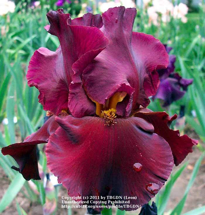 Photo of Tall Bearded Iris (Iris 'Dynamite') uploaded by TBGDN