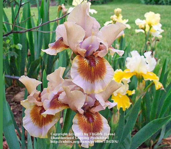 Photo of Intermediate Bearded Iris (Iris 'Zing Me') uploaded by TBGDN