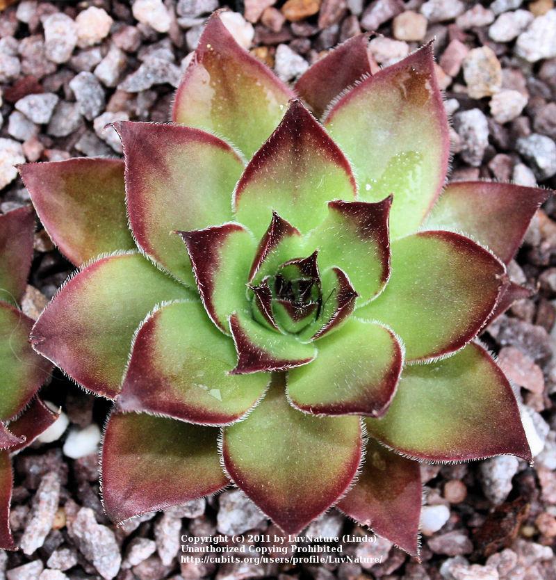 Photo of Hen and Chicks (Sempervivum 'Kimono') uploaded by LuvNature
