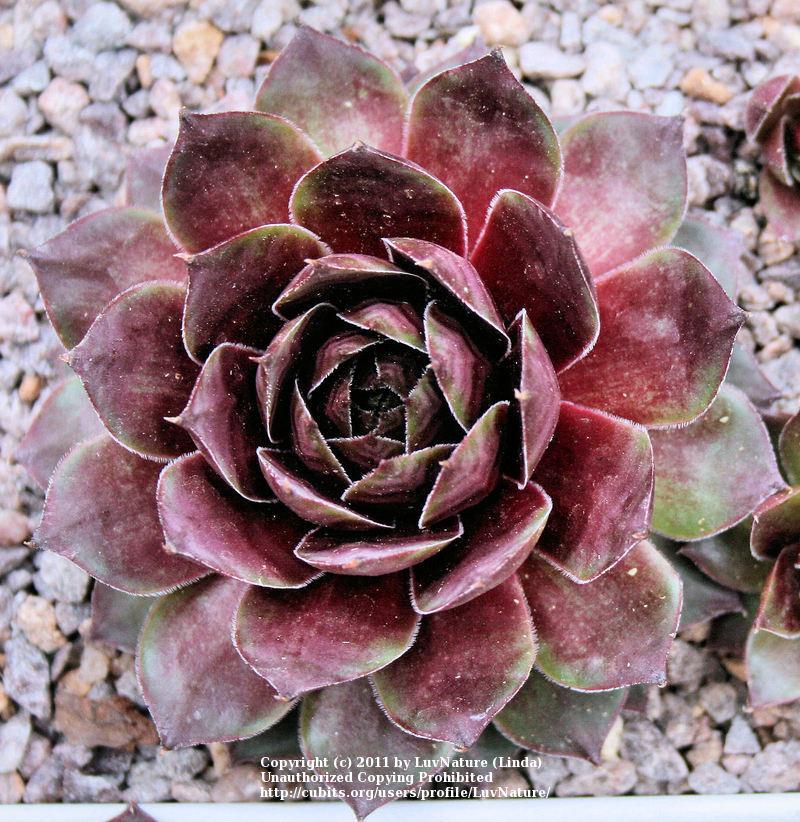 Photo of Hen and Chicks (Sempervivum 'Westerlin') uploaded by LuvNature