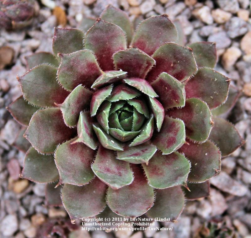 Photo of Hen and Chicks (Sempervivum 'Merlin') uploaded by LuvNature