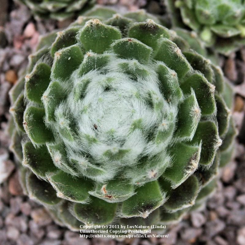 Photo of Hen and Chicks (Sempervivum 'St. Cloud') uploaded by LuvNature
