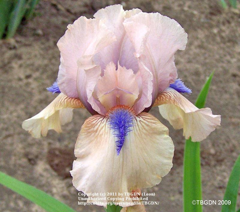 Photo of Intermediate Bearded Iris (Iris 'Concertina') uploaded by TBGDN