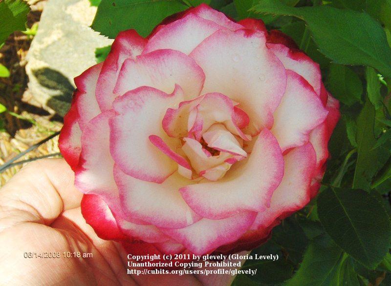 Photo of Rose (Rosa 'Cherry Parfait') uploaded by glevely