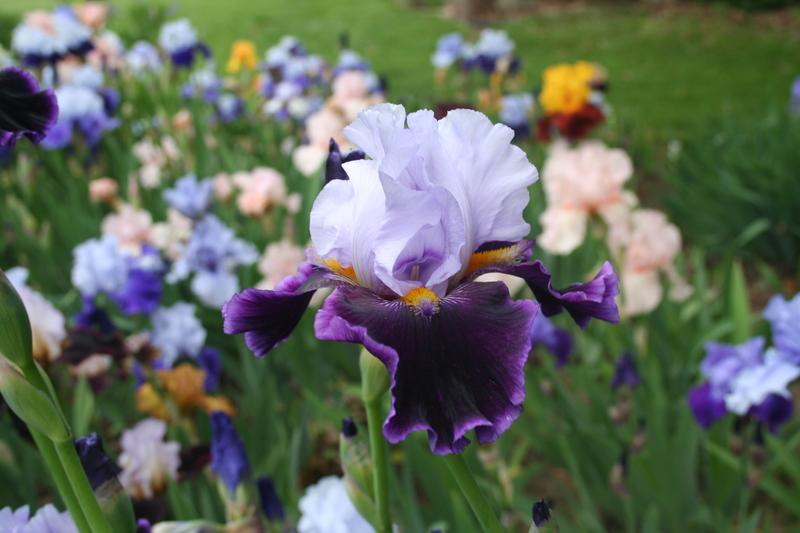 Photo of Tall Bearded Iris (Iris 'High Point') uploaded by KentPfeiffer