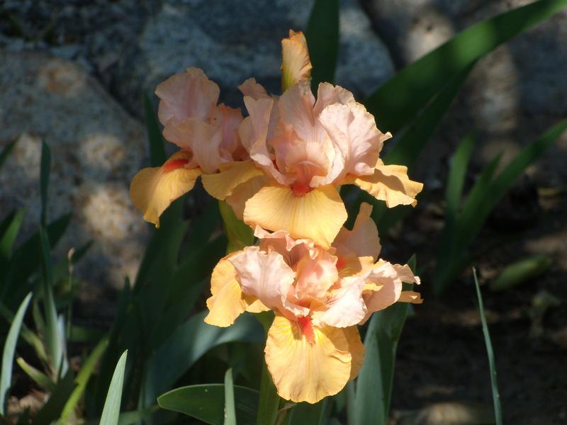 Photo of Intermediate Bearded Iris (Iris 'Furioso') uploaded by Betja