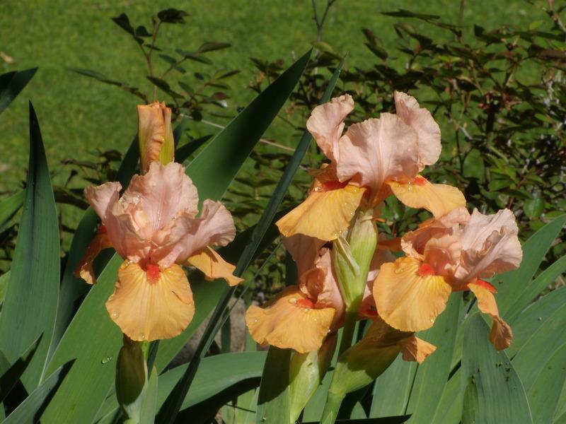 Photo of Intermediate Bearded Iris (Iris 'Furioso') uploaded by Betja