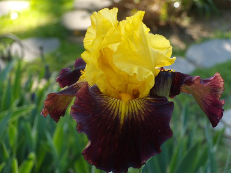 Photo of Tall Bearded Iris (Iris 'Explicit') uploaded by Betja