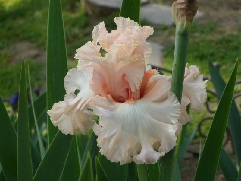 Photo of Tall Bearded Iris (Iris 'Picture Book') uploaded by Betja