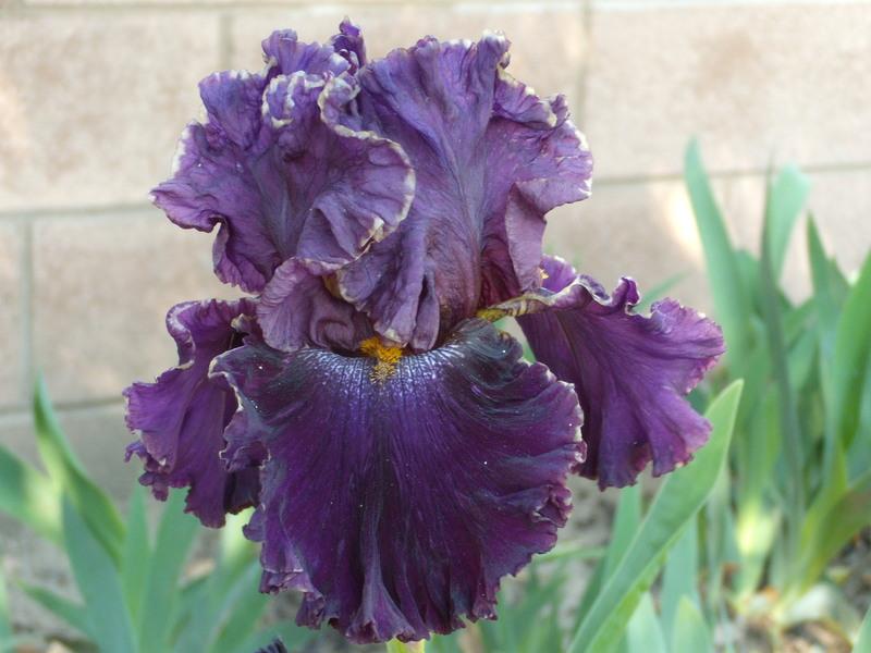 Photo of Tall Bearded Iris (Iris 'Nancy's Lace') uploaded by Betja