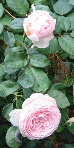 Photo of Rose (Rosa 'Geoff Hamilton') uploaded by GardenGuyAZ