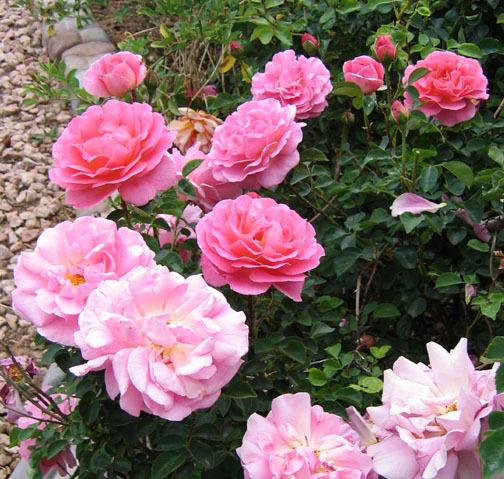 Photo of Rose (Rosa 'Lilian Austin') uploaded by GardenGuyAZ