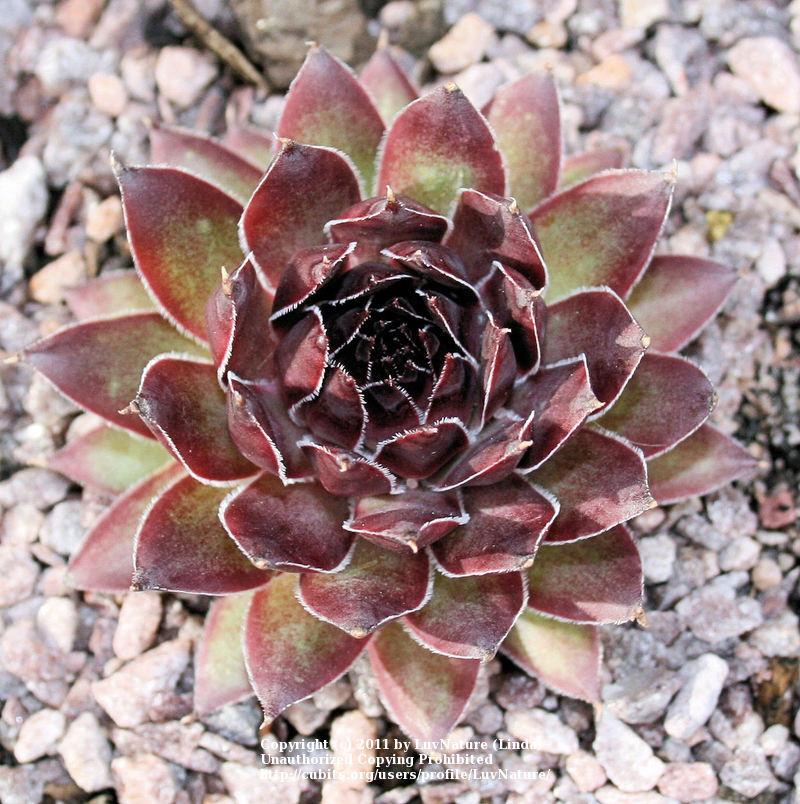 Photo of Hen and Chicks (Sempervivum 'Silver Spring') uploaded by LuvNature