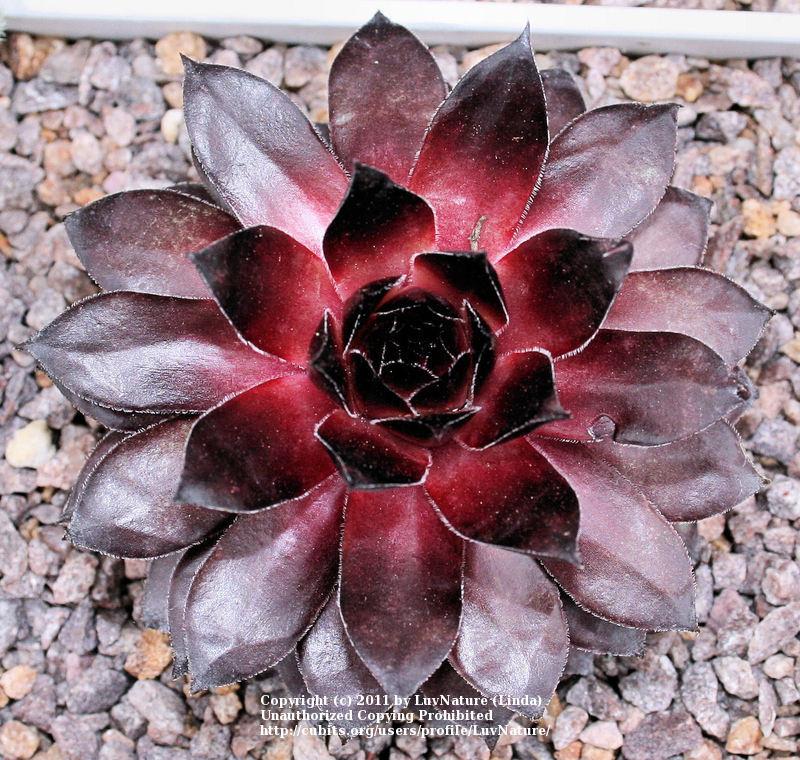 Photo of Hen and Chicks (Sempervivum 'Fame Monstrose') uploaded by LuvNature