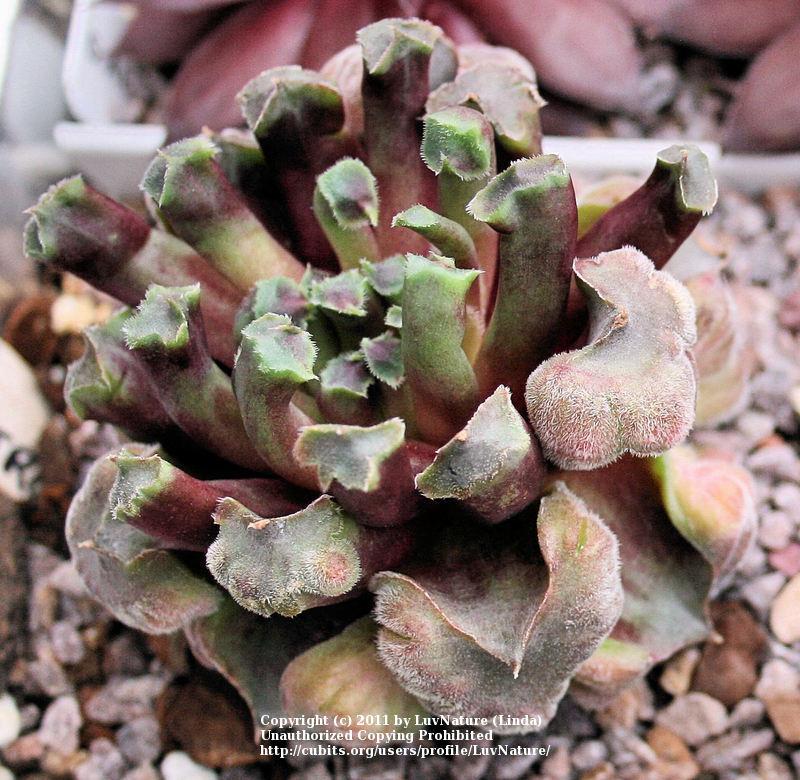 Photo of Hen and Chicks (Sempervivum 'Fame Monstrose') uploaded by LuvNature