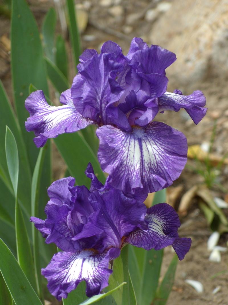 Photo of Intermediate Bearded Iris (Iris 'Starwoman') uploaded by Betja