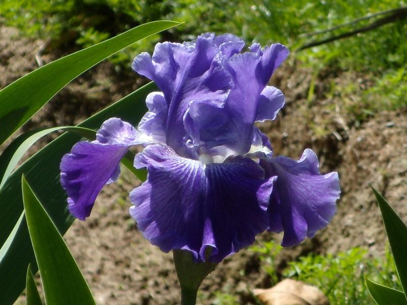 Photo of Tall Bearded Iris (Iris 'Daughter of Stars') uploaded by Betja
