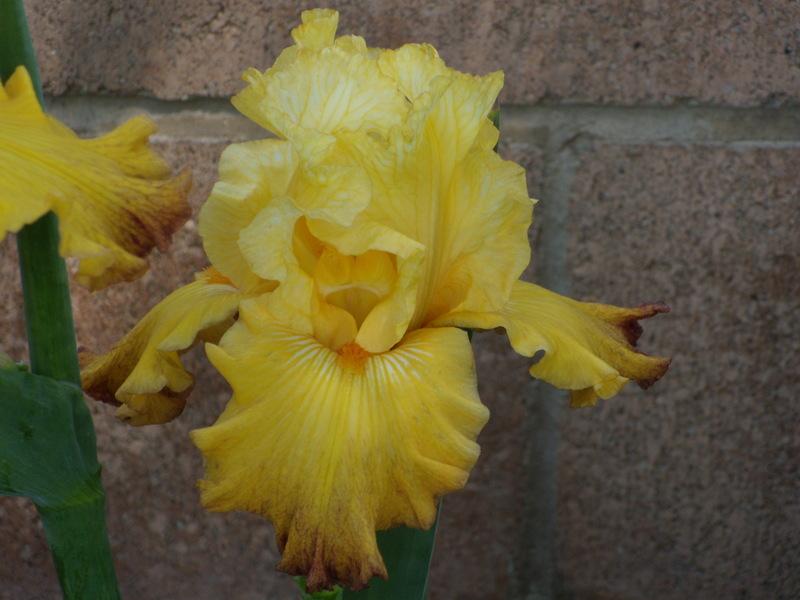 Photo of Tall Bearded Iris (Iris 'New Day Dawning') uploaded by Betja