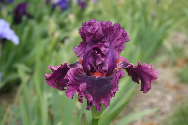 Photo of Tall Bearded Iris (Iris 'Romantic Gentleman') uploaded by KentPfeiffer