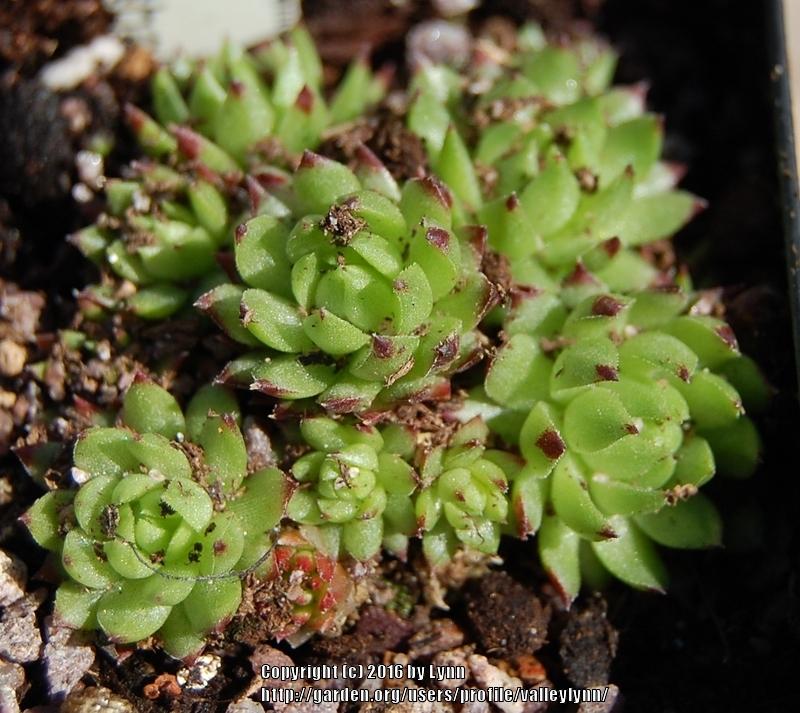 Photo of Rollers (Sempervivum globiferum subsp. arenarium 'from Murtal') uploaded by valleylynn