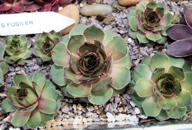 Photo of Hen and Chicks (Sempervivum 'Fusilier') uploaded by LuvNature
