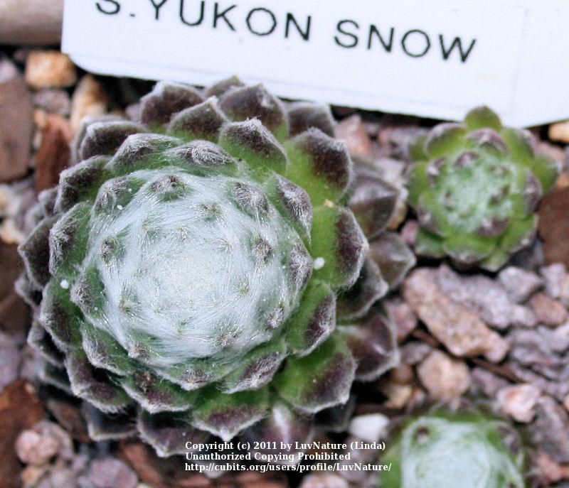 Photo of Hen and Chicks (Sempervivum 'Yukon Snow') uploaded by LuvNature