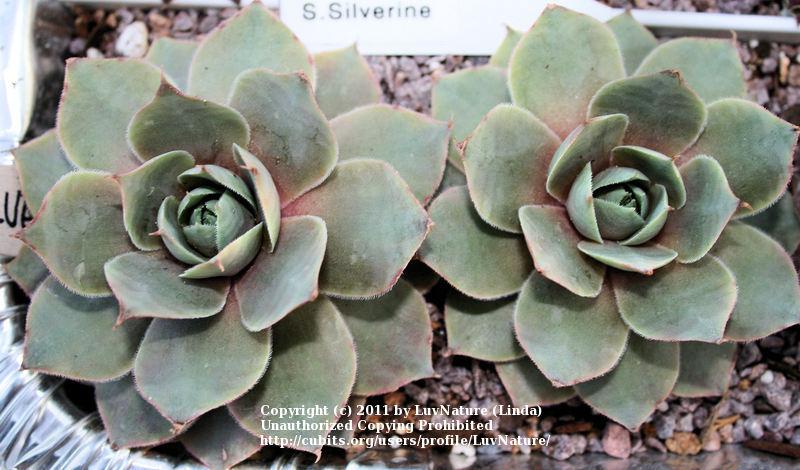 Photo of Hen and Chicks (Sempervivum 'Silverine') uploaded by LuvNature