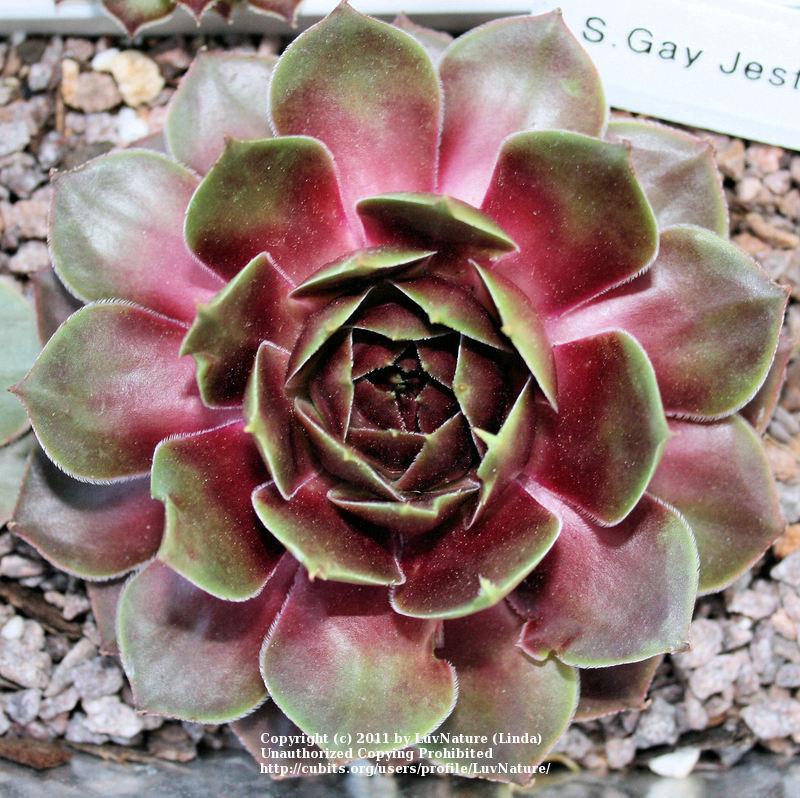 Photo of Hen and Chicks (Sempervivum 'Gay Jester') uploaded by LuvNature