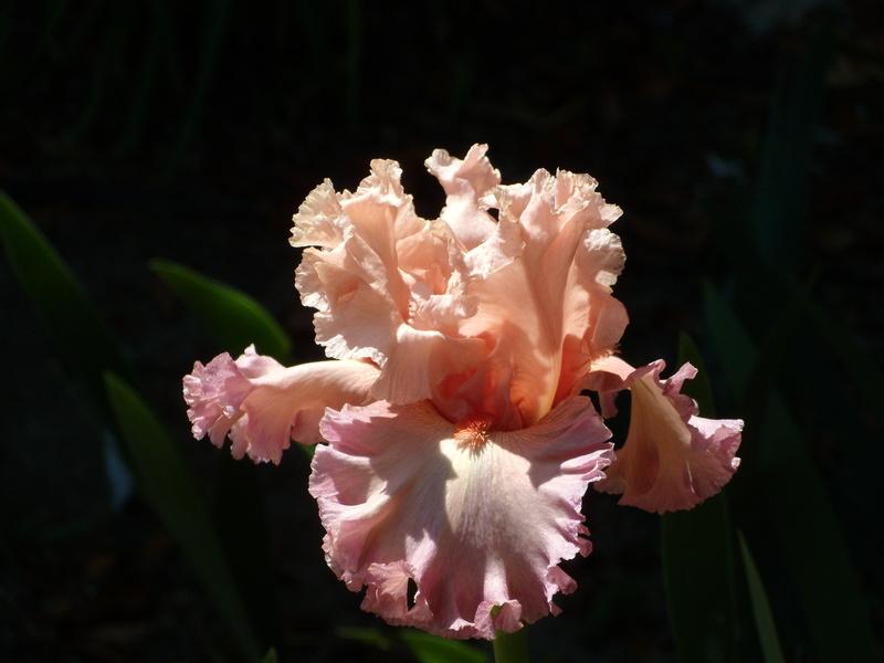 Photo of Tall Bearded Iris (Iris 'Bowled Over') uploaded by Betja