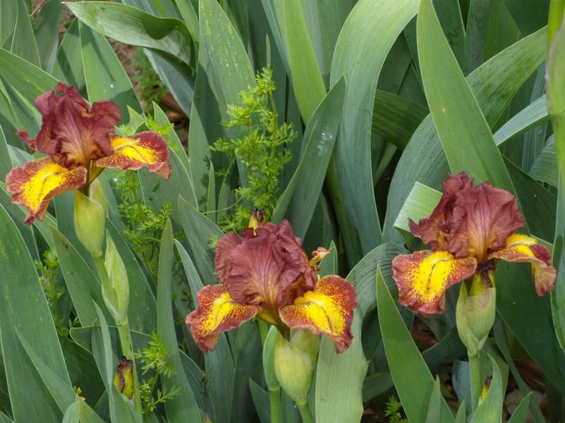 Photo of Intermediate Bearded Iris (Iris 'Red Hot Chili') uploaded by Betja