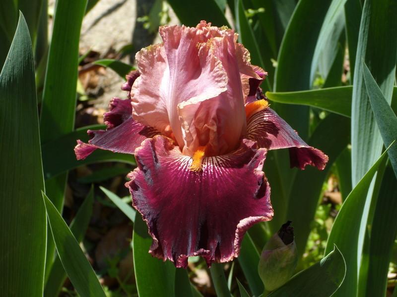 Photo of Tall Bearded Iris (Iris 'Backdraft') uploaded by Betja