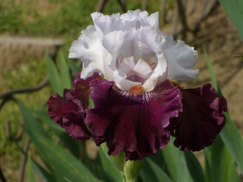 Photo of Tall Bearded Iris (Iris 'Kisses Like Wine') uploaded by Betja