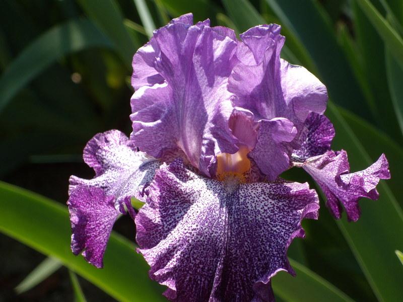 Photo of Tall Bearded Iris (Iris 'Celestial Explosion') uploaded by Betja