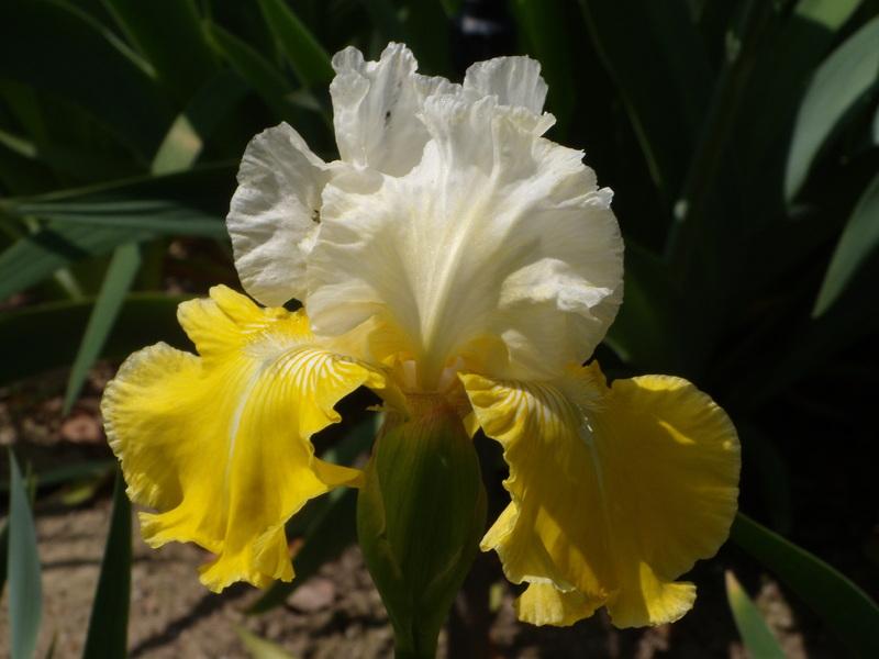 Photo of Tall Bearded Iris (Iris 'Lemon Cloud') uploaded by Betja