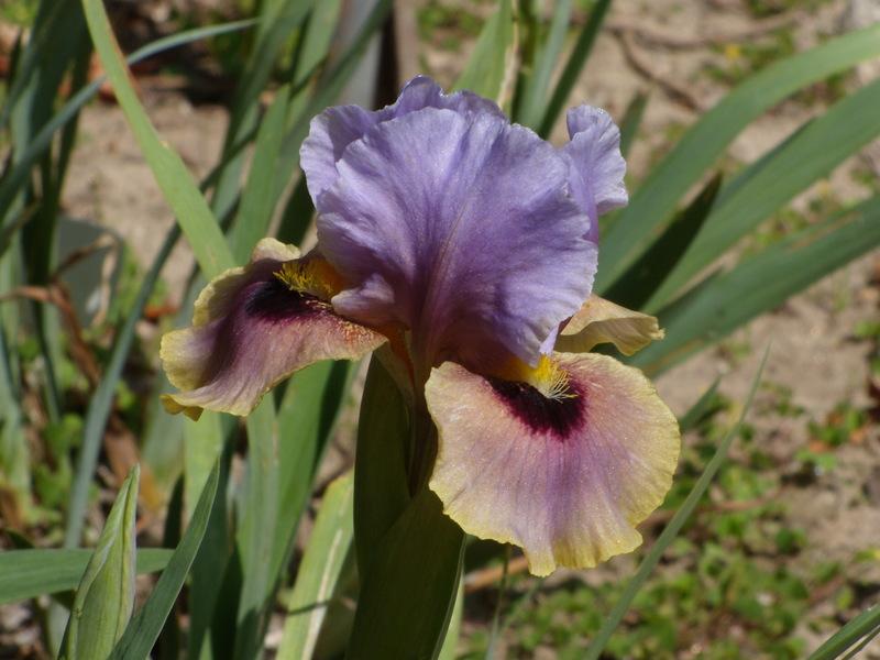 Photo of Arilbred Iris (Iris 'Eye to Eye') uploaded by Betja