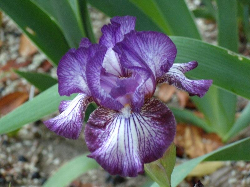 Photo of Intermediate Bearded Iris (Iris 'Toe the Line') uploaded by Betja