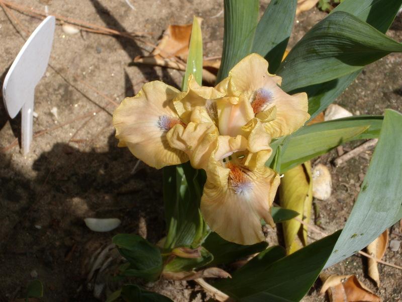 Photo of Standard Dwarf Bearded Iris (Iris 'Golden Apricot') uploaded by Betja
